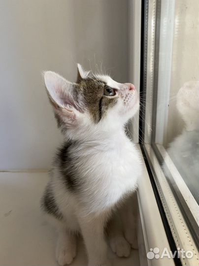 Кошка бесплатно