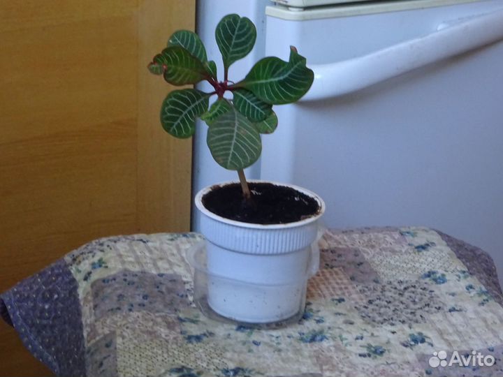 Денежное дерево. Сансевиерия Ханна