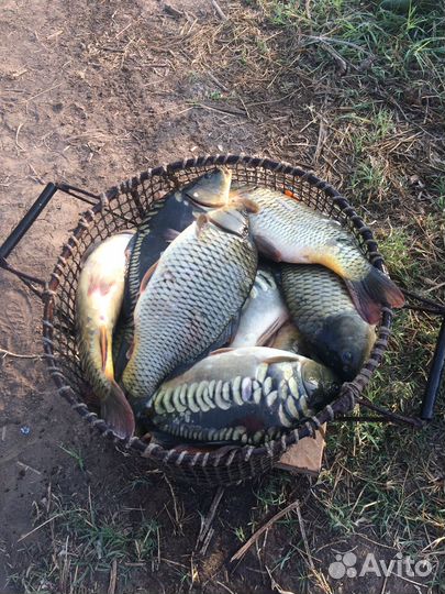 Карп зеркальный живой оптом 1,5кг