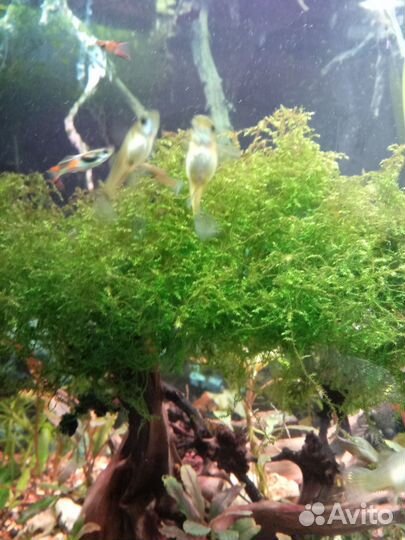 Аквариумные рыбки