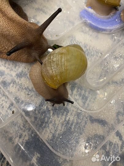 Улитки архахатины