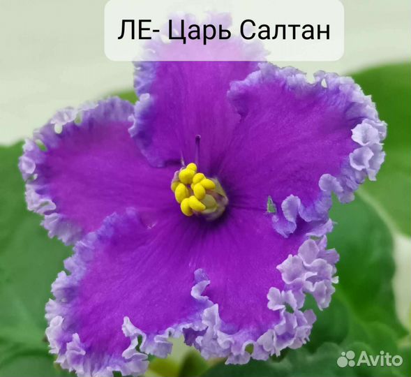 Фиалка. Детки