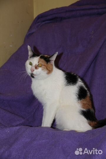 Кошка Мурка