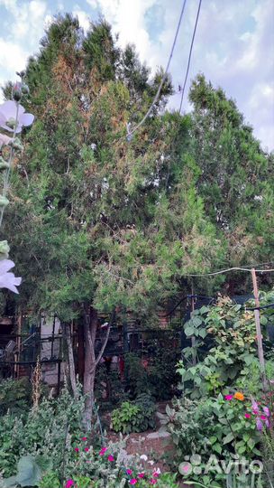 Саженцы туи и лесного ореха