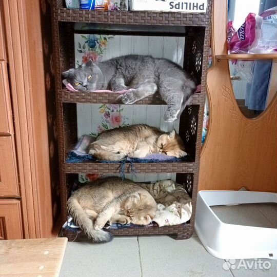 Кошачья Гостиница - передержка