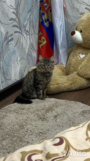 Кот в добрые руки