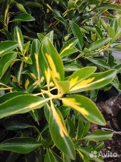 Мушмула японская