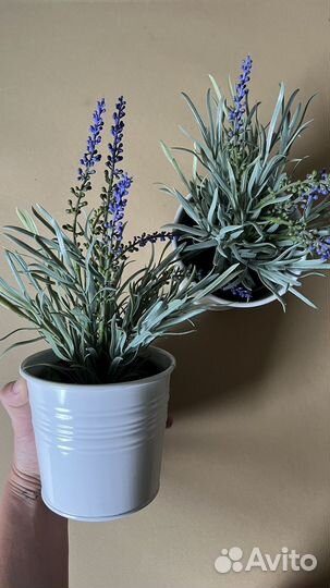 Декоративные растения IKEA кашпо socker