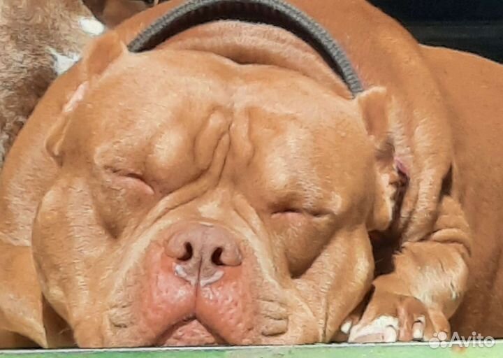 Ам булли вязка