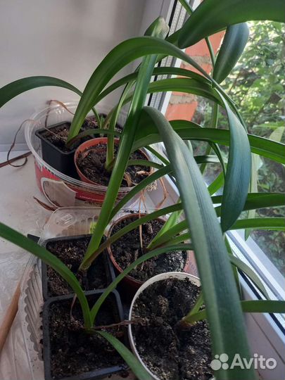 Гиппиаструм сортовой