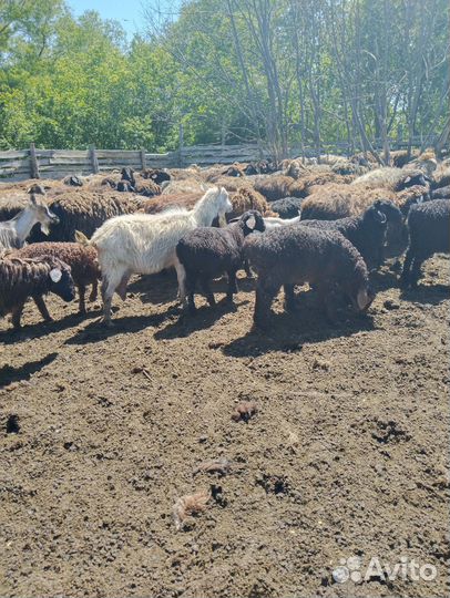 Овцы и Козы на племя