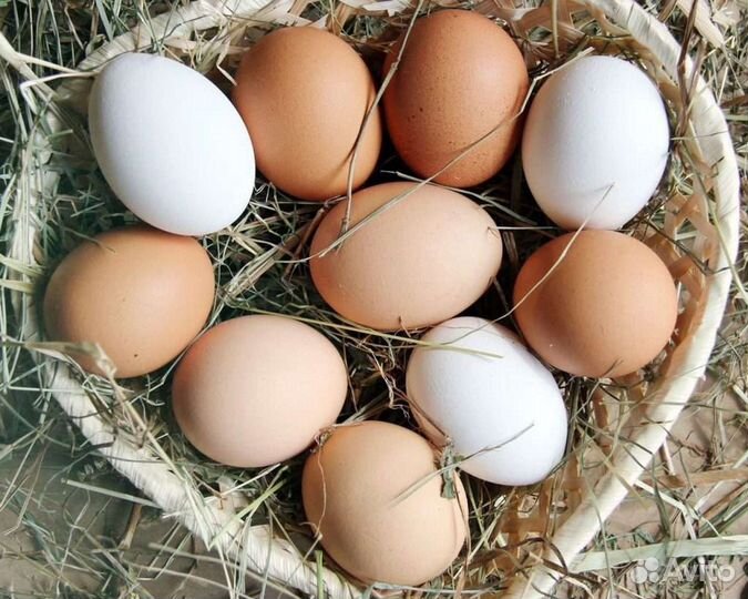 Продам домашние куриные яйца
