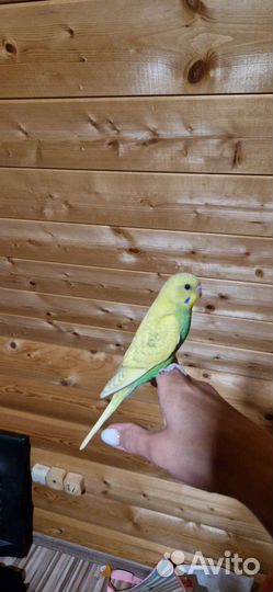Волнистый попугай ручной