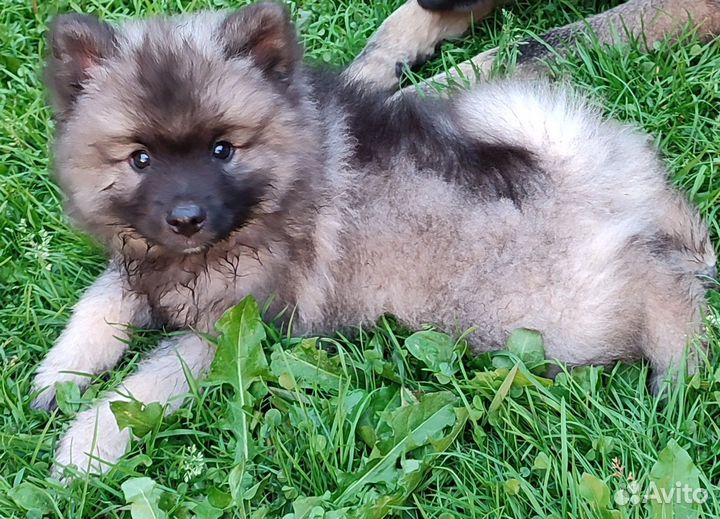 Щенок мальчик