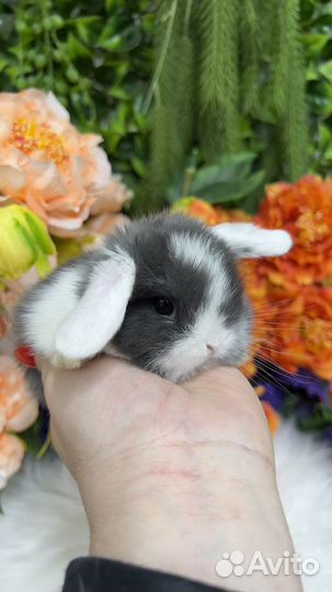 Белоухий кролик Минилои