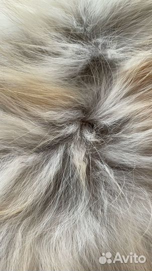 Лисья шкура