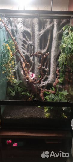 Террариум Exo terra 60/45/90 с бананоедами