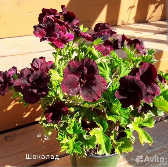 Пеларгонии