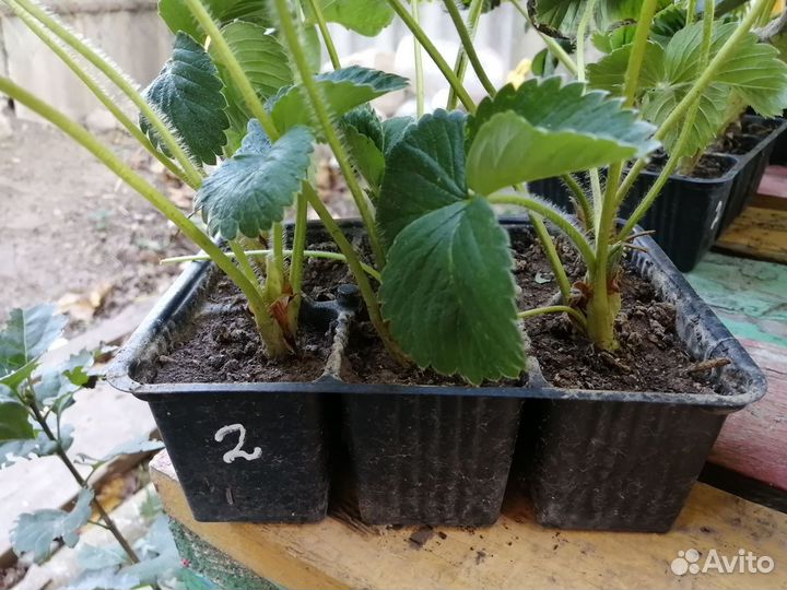 Саженцы клубники Азия, Эми