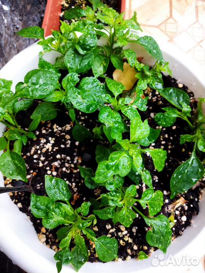 Рассада жгучева перца Огонёк