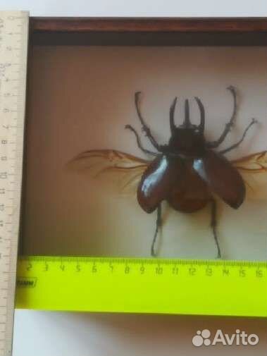 Палочник, жук