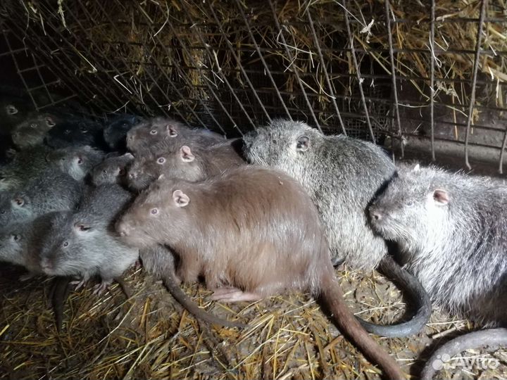 Нутрии на племя