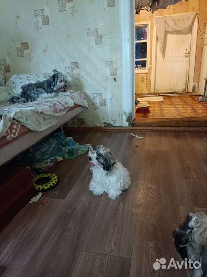 Щенки мальтийской болонки