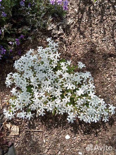 Почвопокровные растения