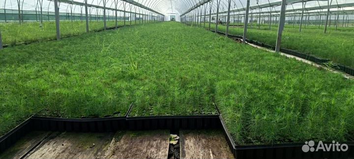Саженцы сосны окс от производителя