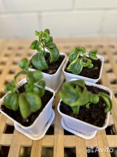 Малыши Фикуса Барок