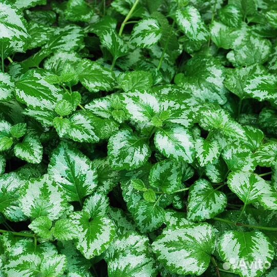 Яснотка зеленчуковая Florentinum