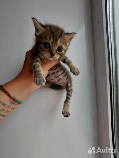 Кошка в дар