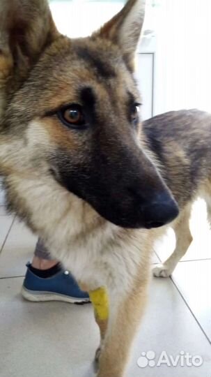 Найдена собака