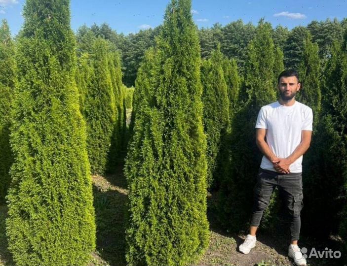 Туя Смарагд с бесплатной доставкой
