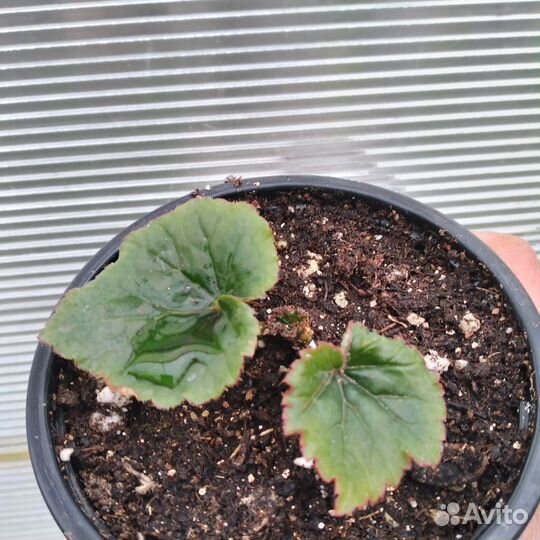 Бегония элатиор