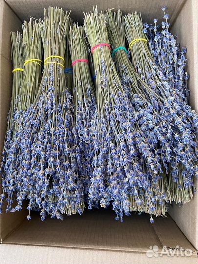 Лаванда крымская