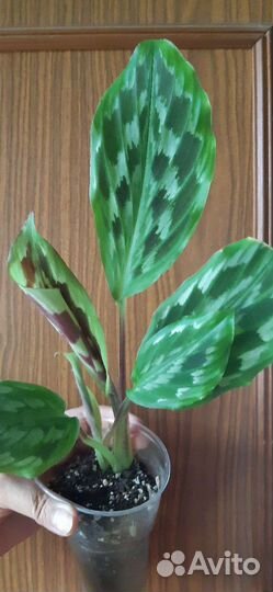 Комнатные растения (без торга и скидок)