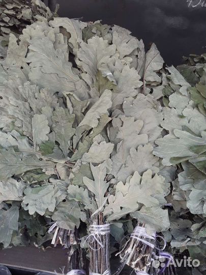 Дубовый Веник,береза,липа