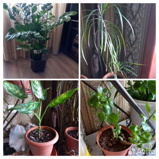 Комнатные цветы