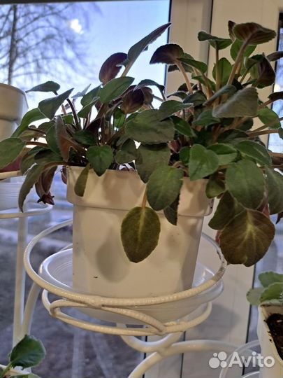 Домашние растения