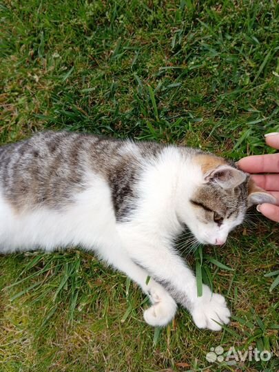 Котенок девочка