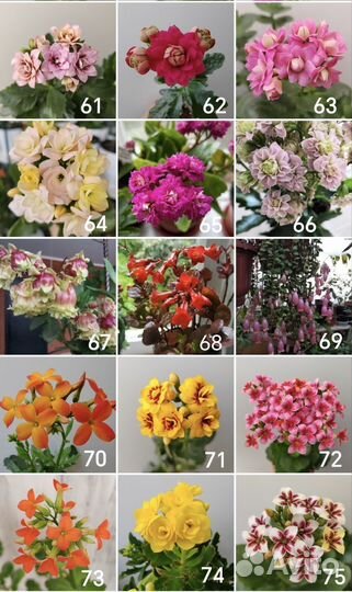 Каланхоэ разные цвета, редкие расцветки