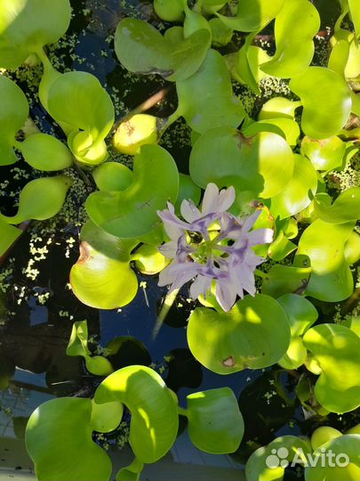 Орхидея дендробиум