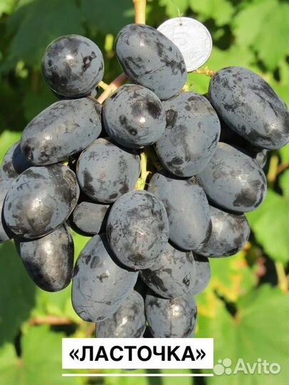 Саженцы винограда