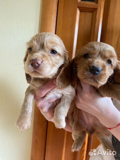 Продажа собак щенков