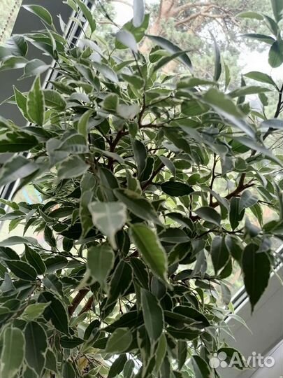 Фикус бенджамина