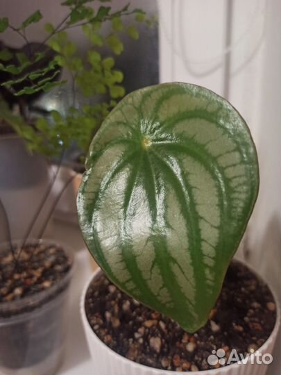 Пеперомия арбузная