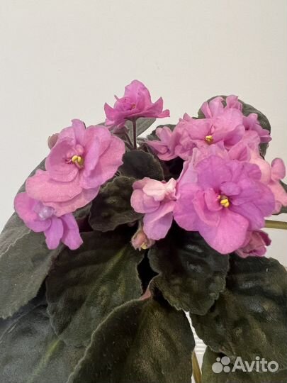 Фиалки цветущие или готовые к цветению