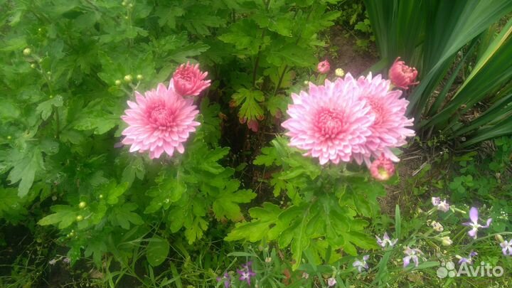 Саженцы хризантем