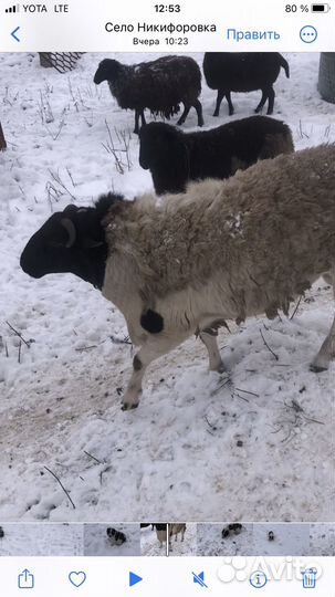 Бараны Дорпер